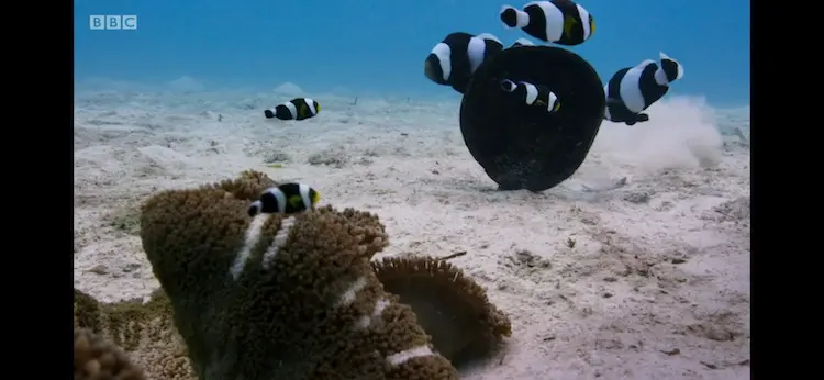 Saddleback Clownfish (Amphiprion polymnus) as shown in Blue Planet II - Coral Reefs